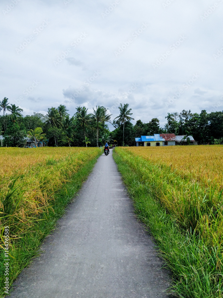 Motorcyclist rides down a narrow road flanked by golden rice fields under a partly cloudy sky, capturing the peaceful beauty and simplicity of rural countryside life.