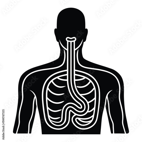 Human esophagus vector silhouette art illustration