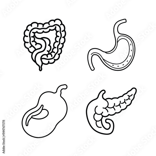 Internal Organs of human body vector line art illustration bundle