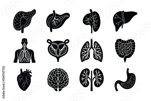 Internal Organs of human body vector silhouette art illustration bundle