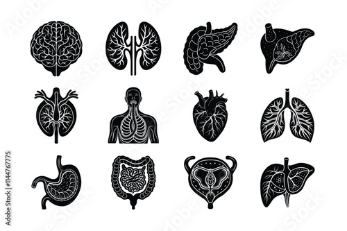 Internal Organs of human body vector silhouette art illustration bundle