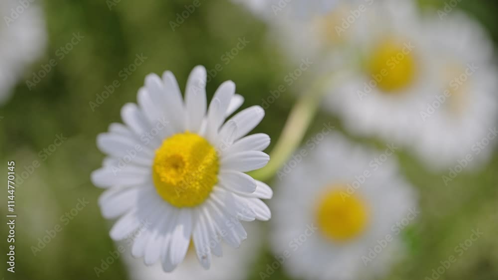 Delicate daisy flower swaying on a windy spring day, surrounded by a lush field. Delicate daisy flower swaying on a windy spring day, surrounded by a lush field.