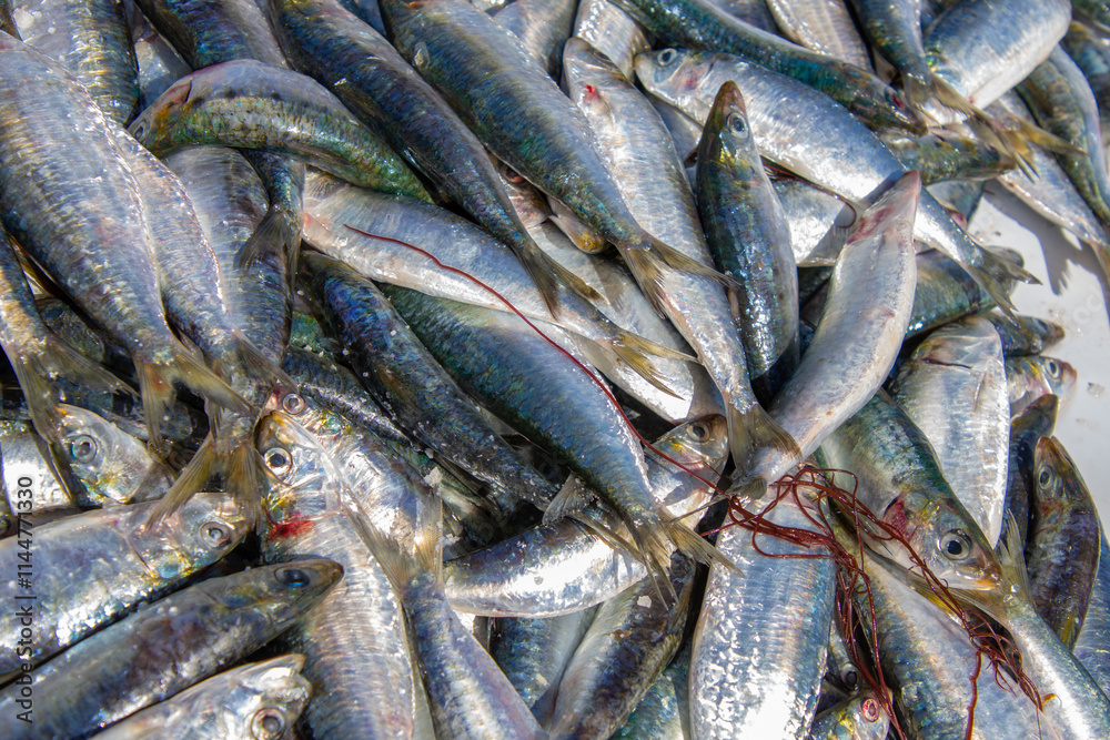 Fresh fish on the fishing port of Essaouira in Morocco Fresh fish on the fishing port of Essaouira in Morocco