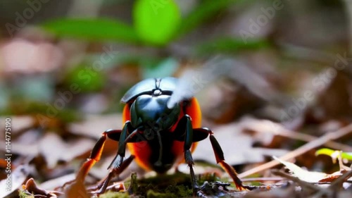 Large Ground Beetle, sprays boiling fluid from abdomen, Bombardier Beetle slow motion moving animation high resolution cinematic Creative video