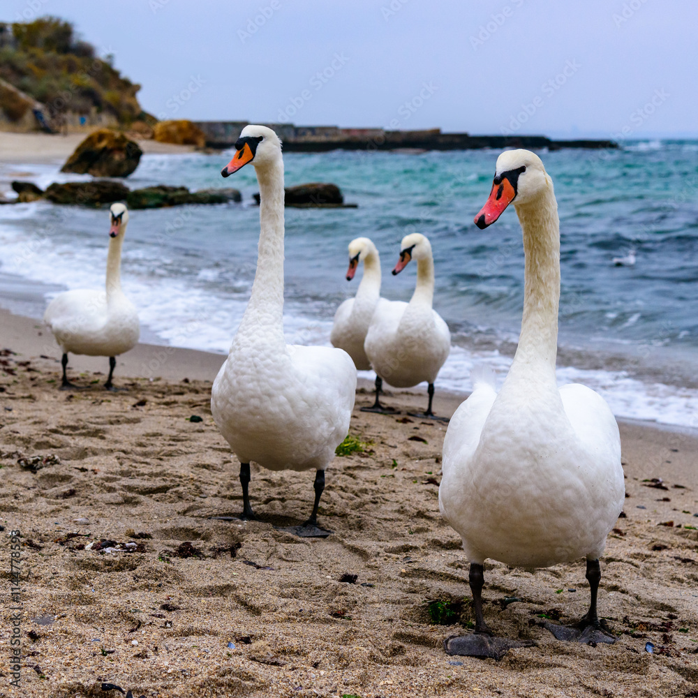 Fototapeta premium The mute swan Cygnus olor, group of adult white swans resting on sandy shore of Black Sea
