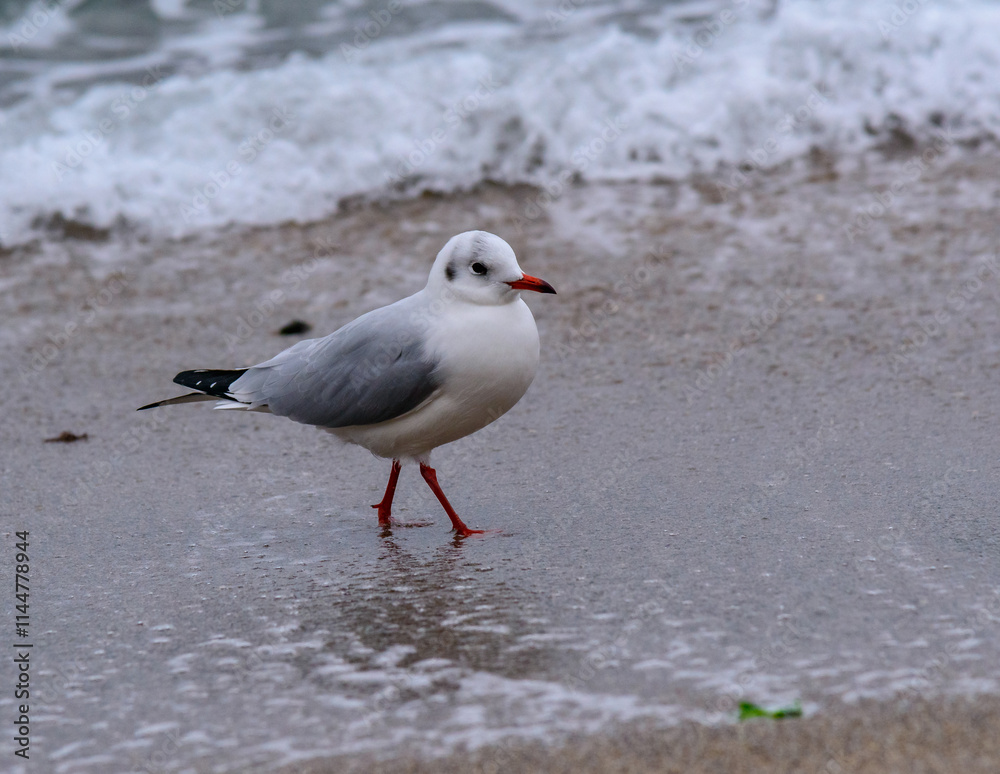 Black-headed Gull Larus ridibundus, birds rest on the shore and walk on the sand on the sandy beach, Black Sea Black-headed Gull Larus ridibundus, birds rest on the shore and walk on the sand on the sandy beach, Black Sea