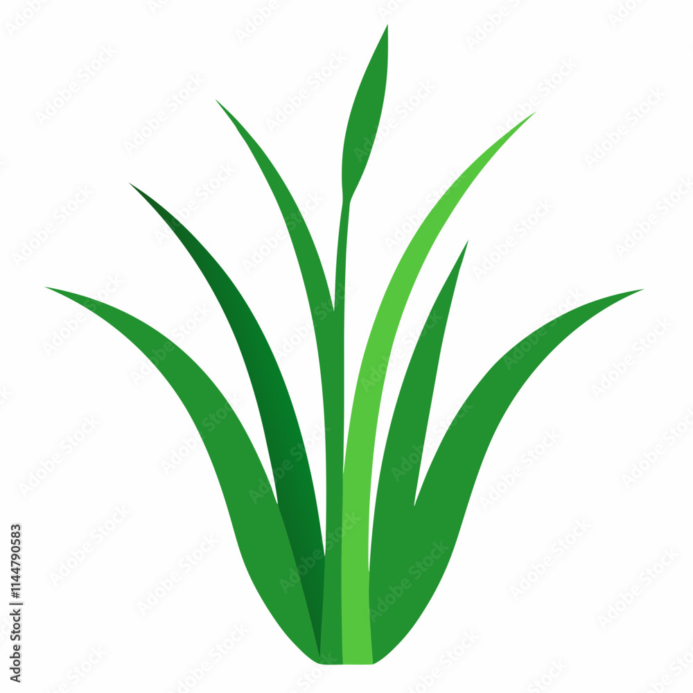 Obraz premium green grass isolated on white background