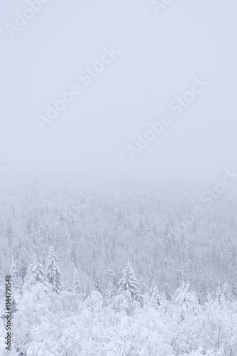 Snow-covered trees, winter landscape. Snow-covered trees background. The branches of the trees are covered with white frost. 