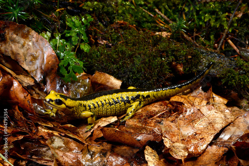 Feuersalamander // Fire salamander (Salamandra salamandra alfredschmidti)  - Tendi-Tal, Asturien, Spanien photo