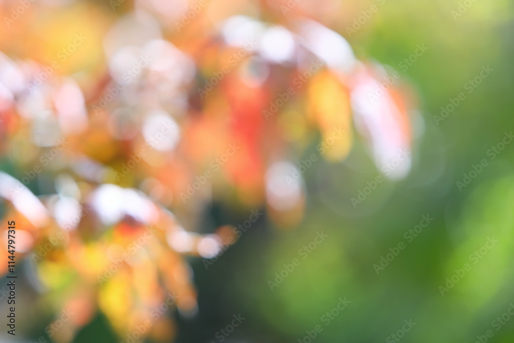 ハナミズキの紅葉と常緑樹の青葉のアウトフォーカス ハナミズキの紅葉と常緑樹の青葉のアウトフォーカス