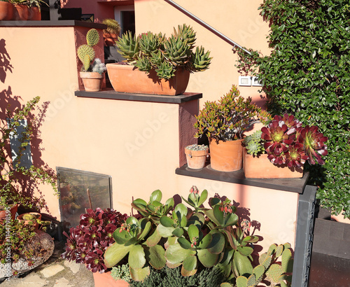 Succulents and cacti of different species in terracotta pots outside in sunny weather. Nature and beauty near house.  photo