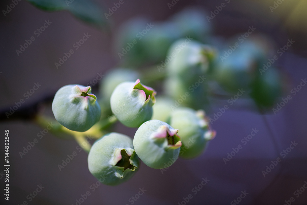 Obraz premium Young blueberries growing