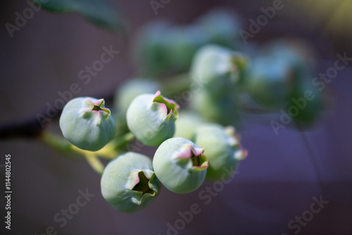 Young blueberries growing