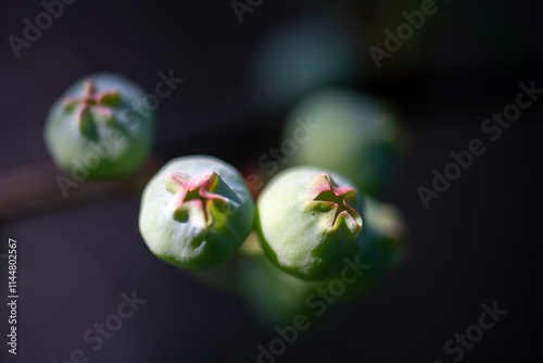 Young blueberries growing