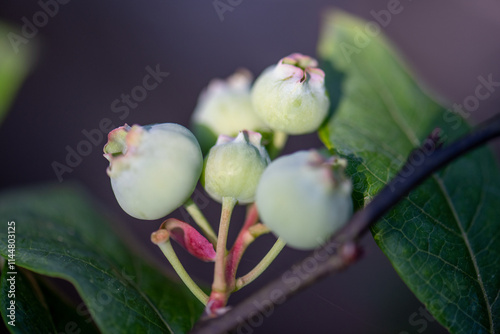 Young blueberries growing