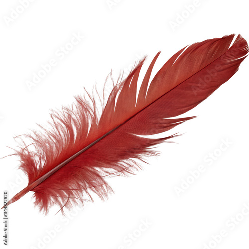 Isolated Red Feather with Fine Details on transparent background cutout, Png, Cutout