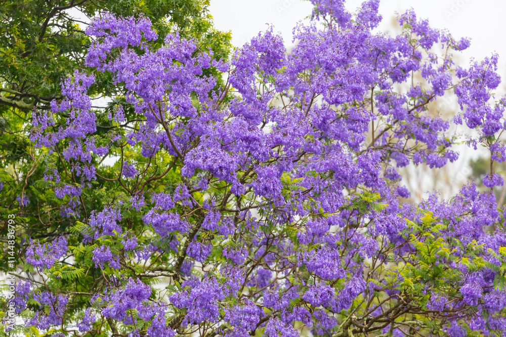Obraz premium Photograph of a large Jacaranda tree with colourful violet blossoms in a domestic garden in the Blue Mountains in New South Wales, Australia.