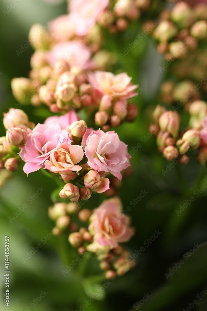Fototapeta premium Beautiful pink kalanchoe flowers as background, closeup