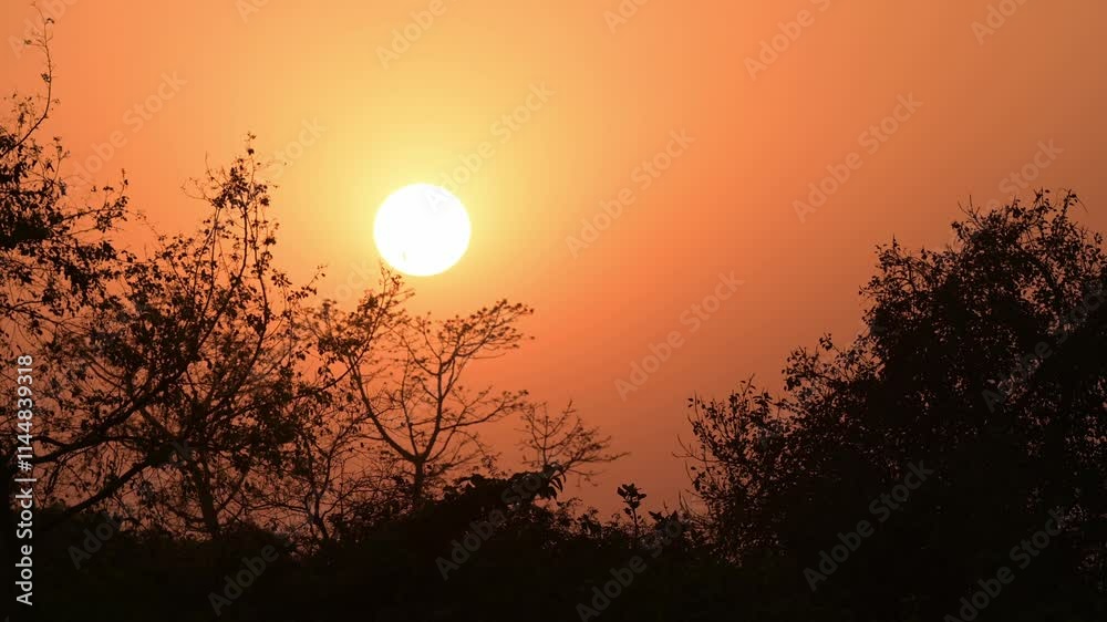 silhouette of trees during sunset in the forest, Valmiki tiger reserve, Bihar, India silhouette of trees during sunset in the forest, Valmiki tiger reserve, Bihar, India