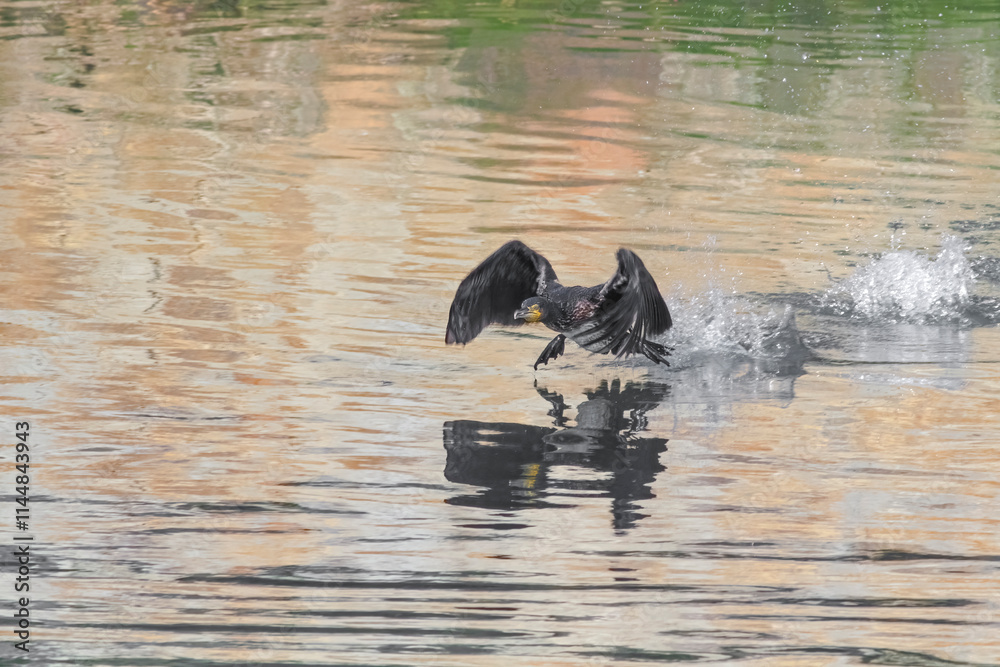 Fototapeta premium Douro river cormorant taking off