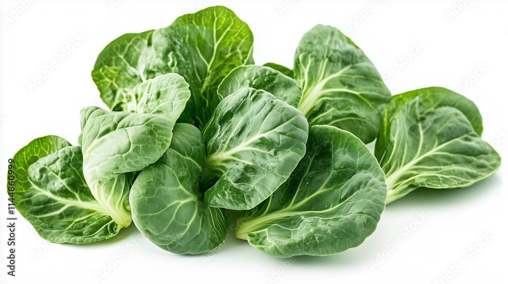 Fresh Green Bok Choy Lettuce Isolated on White Background Fresh Green Bok Choy Lettuce Isolated on White Background