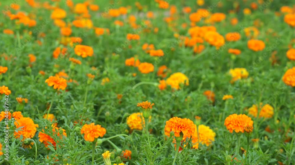 A detailed closeup of Bright vibrant orange marigolds in full bloom, showcasing intricate petals and vivid natural beauty. A detailed closeup of Bright vibrant orange marigolds in full bloom, showcasing intricate petals and vivid natural beauty.