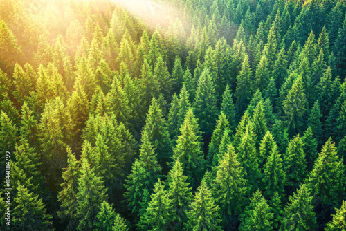Sunlit evergreen forest canopy in summer morning light