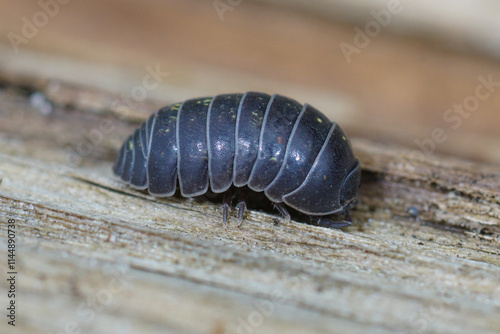 Closeup on common pill-bug woodlice, common pill-bug, Armadillidium vulgare, sitting on wood photo