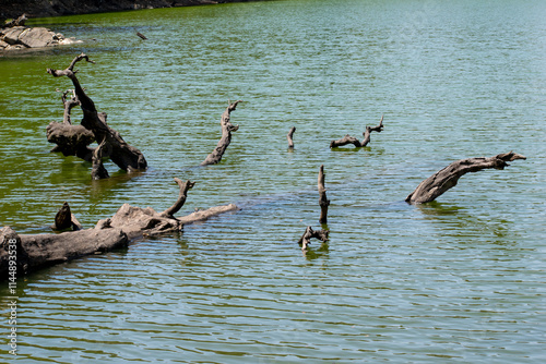 A serene lake with calm greenish waters dotted by partially submerged, weathered tree trunks. Sunlight reflects off the rippling surface and twisted branches at Deoria Taal trek in Uttarakhand, India. photo