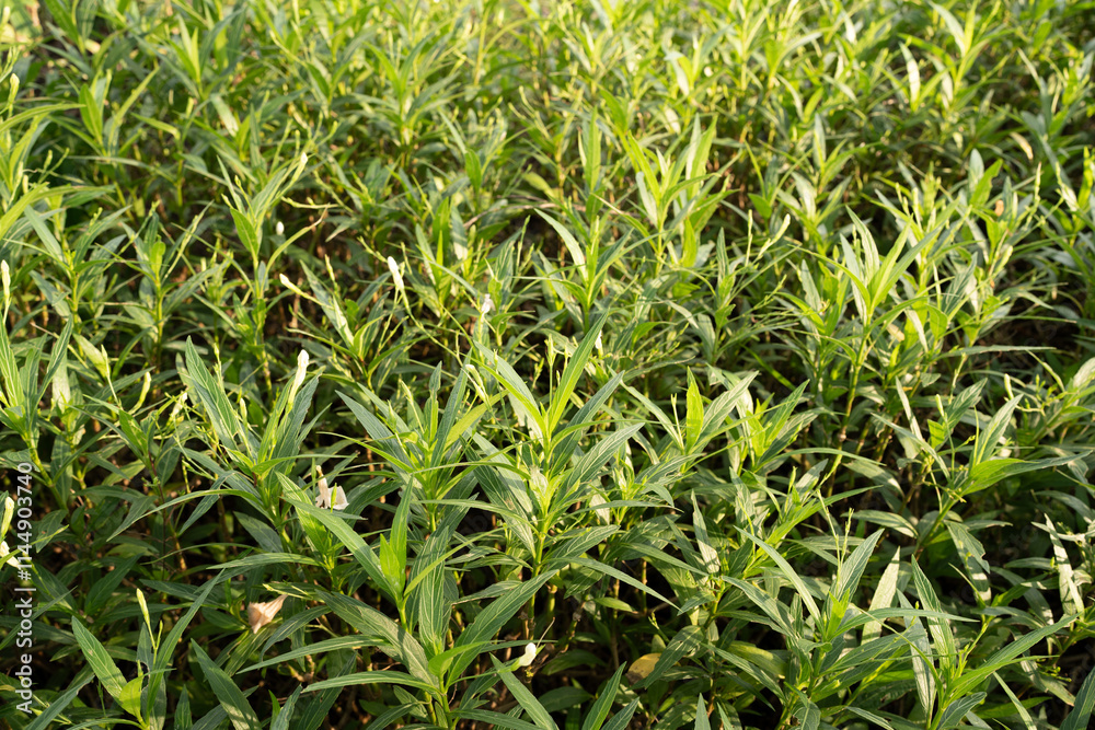 Lush green plants in vibrant field, showcasing nature beauty and growth Lush green plants in vibrant field, showcasing nature beauty and growth