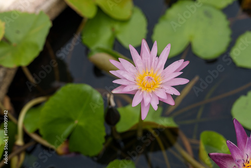 beautiful pink water lily blooms amidst green lily pads in serene pond