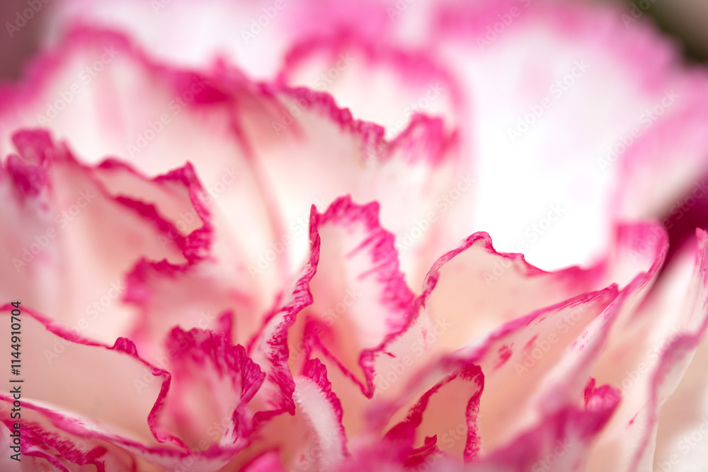 Pretty Pink White Flower Petals Abstract Close Up of Bouquet Pretty Pink White Flower Petals Abstract Close Up of Bouquet