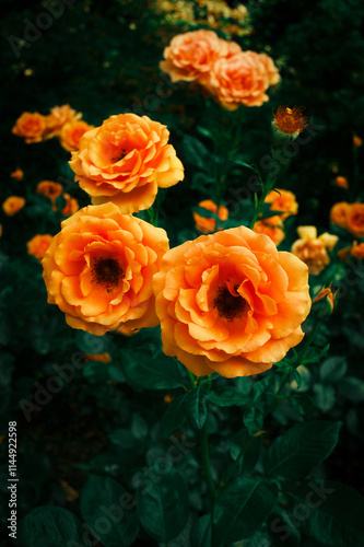 Orange Roses