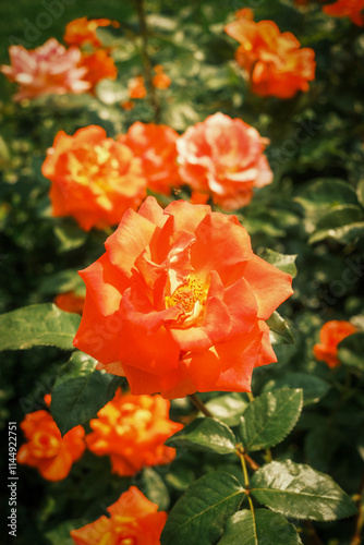 Switzerland Rose Garden