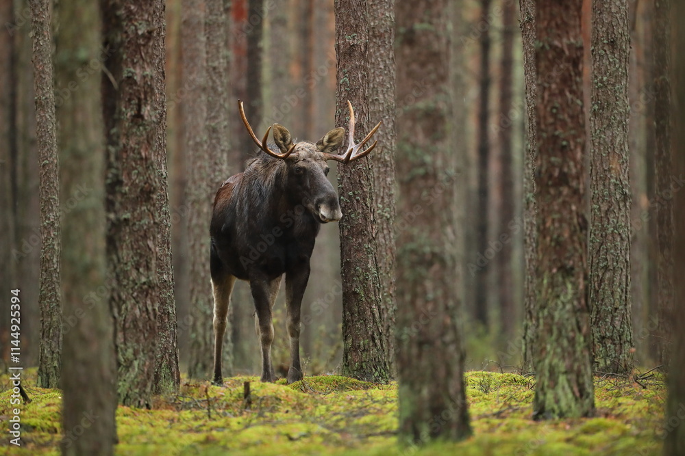 Łoś (Alces alces) moose
