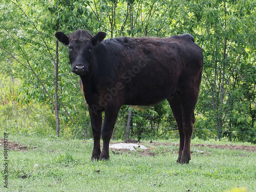 A black cow watching.