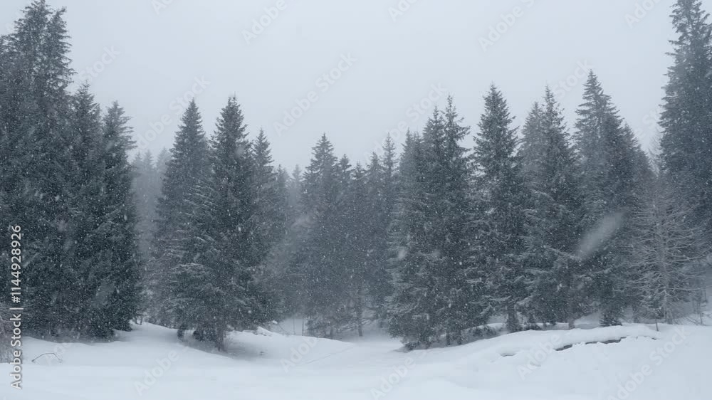 Snowflakes falling in a forest (slow-motion shot) Snowflakes falling in a forest (slow-motion shot)