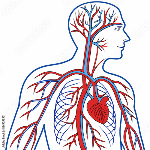 human heart Anatomy in Cardiovascular system  vector  design on a white background 