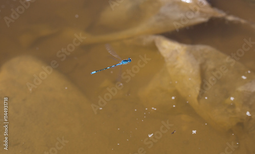 стрекозы- Odonata