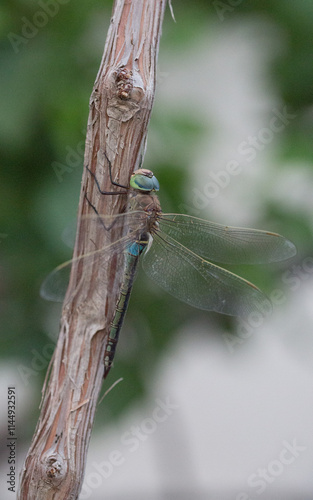 стрекозы- Odonata