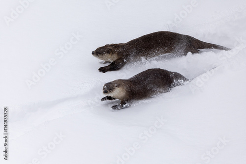 River Otter running and sliding