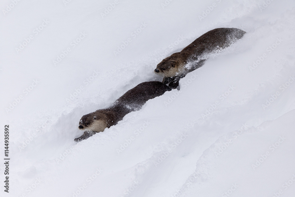 Obraz premium River Otter running and sliding