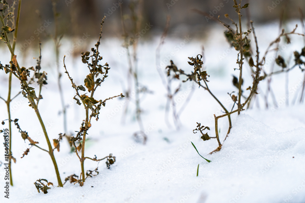 Obraz premium A close-up of dried plants standing amidst a snowy ground. The withered stems and leaves contrast against the pure white snow, evoking a sense of winter stillness and the resilience of nature