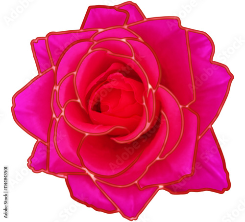 Red rose flower isolated on white background with clipping path. Top view. Pink rose flower isolated on white background with clipping path. Close-up.