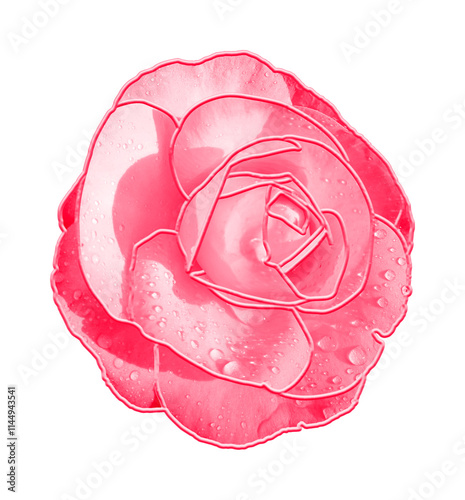 Red rose flower isolated on white background with clipping path. Top view. Pink rose flower isolated on white background with clipping path. Close-up.