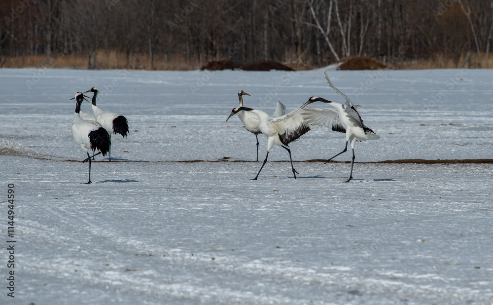 Grus japonensis. The Japanese crane is the rarest crane species after the white crane.