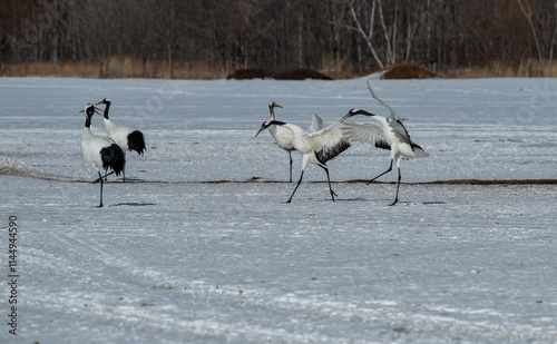 Obraz na płótnie Grus japonensis. The Japanese crane is the rarest crane species after the white crane. w salonie