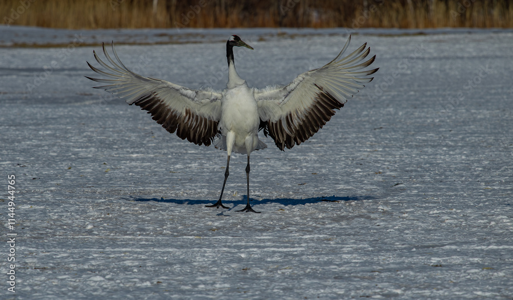 Grus japonensis. The Japanese crane is the rarest crane species after the white crane.