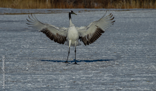 Obraz na płótnie Grus japonensis. The Japanese crane is the rarest crane species after the white crane. w salonie