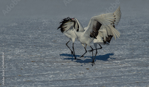 Grus japonensis. The Japanese crane is the rarest crane species after the white crane.